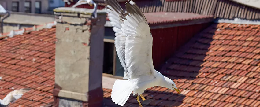 Residential Chimney Animal Removal Solution in Madison, WI