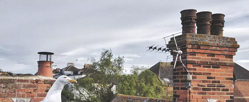 Chimney Cleaning And Restoration in Madison, Wisconsin
